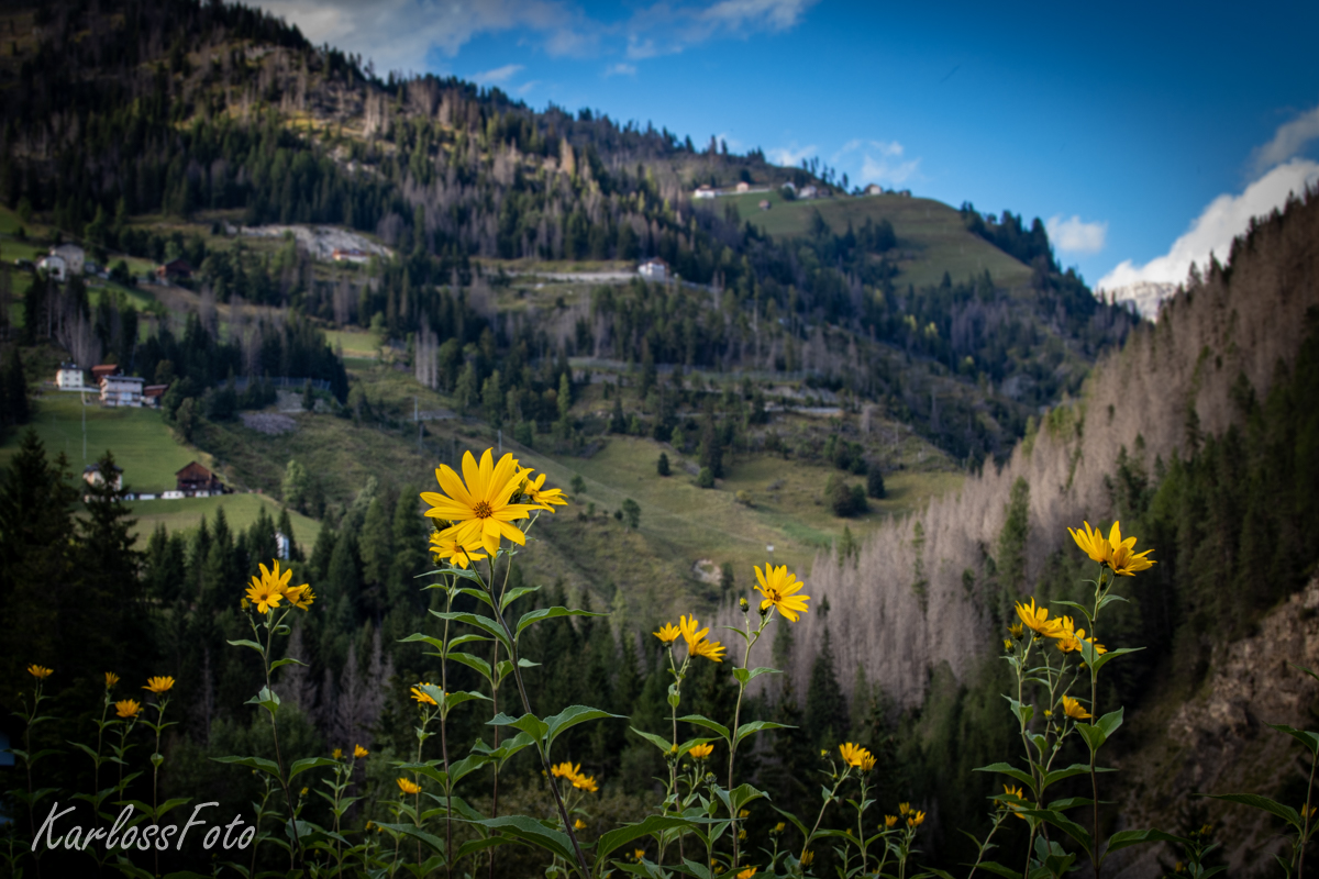 Slunečnice hliznatá