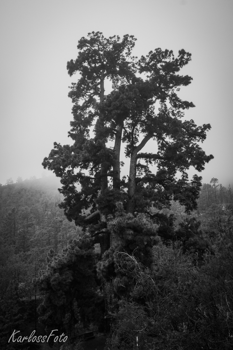 Tenerife Španělsko