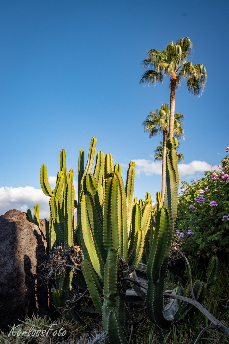 Tenerife Španělsko