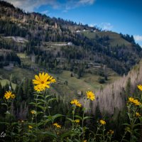 Slunečnice hliznatá