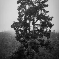 Tenerife Španělsko