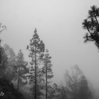 Tenerife Španělsko